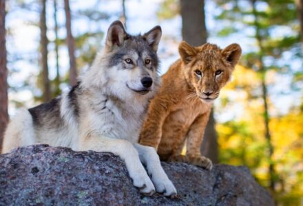 il lupo e il leone
