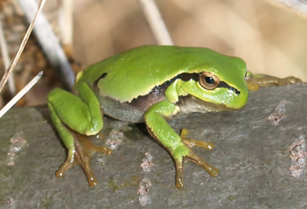 RANA ESOTICA