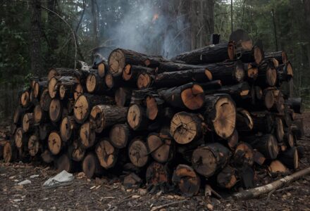 Tronchi bruciati incendi los angeles destinati all'edilizia