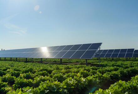 impianto agrivoltaico